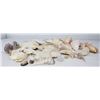 Image 7 : Large Lot of Seashells