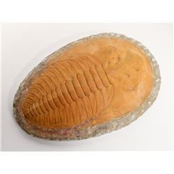 LARGE PREHISTORIC TRILOBITE FOSSIL