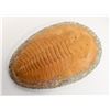 Image 1 : LARGE PREHISTORIC TRILOBITE FOSSIL
