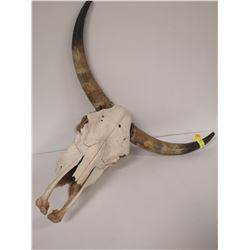 BULL SKULL WITH HORNS FOR DISPLAY