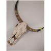 Image 1 : BULL SKULL WITH HORNS FOR DISPLAY