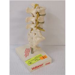 VINTAGE DOCTORS SPINAL CORD DISPLAY MODEL