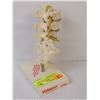 Image 1 : VINTAGE DOCTORS SPINAL CORD DISPLAY MODEL