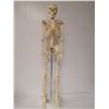 Image 1 : MEDICAL SKELETON