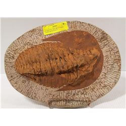 AUTHENTIC TRILOBITE FOSSIL COMES WITH STAND