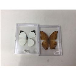 Lot of 2 Mounted cased Butterflys