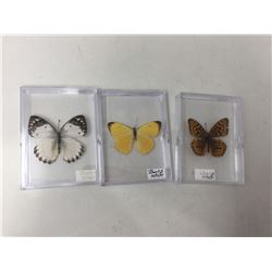 Lot of 3 Mounted cased Butterflys