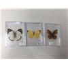 Image 1 : Lot of 3 Mounted cased Butterflys