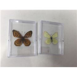 Lot of 2 Mounted cased Butterflys