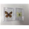 Image 1 : Lot of 2 Mounted cased Butterflys