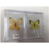 Image 1 : Lot of 2 Mounted cased Butterflys