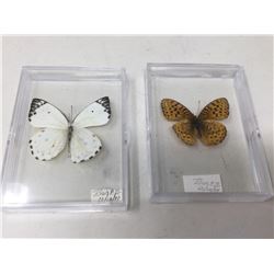 Lot of 2 Mounted cased Butterflys