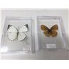 Image 1 : Lot of 2 Mounted cased Butterflys