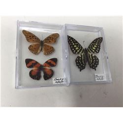 Lot of 2 Mounted cased Butterflys