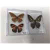 Image 1 : Lot of 2 Mounted cased Butterflys