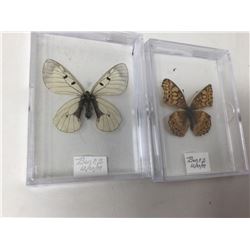 Lot of 2 Mounted cased Butterflys