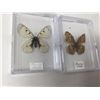 Image 1 : Lot of 2 Mounted cased Butterflys