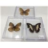 Image 1 : Lot of 3 Mounted cased Butterflys