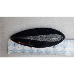 4)  NATURAL ORTHOCERUS FOSSIL SPECIMEN