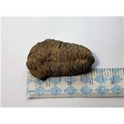 11)  NATURAL TRIBOLITE FOSSIL SPECIMEN