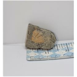 6)  NATURAL TRIBOBIT CORONOCEPHALUS