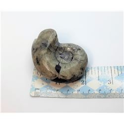 3)  NATURAL ORTHOCERAS AMMONITE FOSSIL SPECIMEN