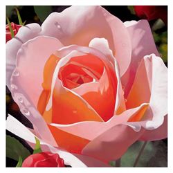 Brian Davis, "Morning Rose" Limited Edition Giclee on Canvas, Numbered and Hand