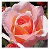 Image 1 : Brian Davis, "Morning Rose" Limited Edition Giclee on Canvas, Numbered and Hand