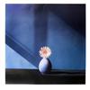 Image 1 : Mapplethorpe   African Daisy #1277861