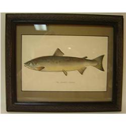 ANTIQUE FRAMED FISH PRINT FROM THE ALANTA#1286057