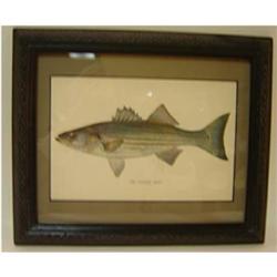 ANTIQUE FRAMED FISH PRINT FROM THE ALANTA#1305395