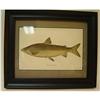Image 1 : ANTIQUE FRAMED FISH PRINT FROM THE ALANTA#1305396