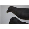 Image 2 : 2 Crow Decoys
