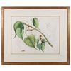 Image 1 : Botanic Plate 'Arealu' Mark Catesby ( 1683-1749)