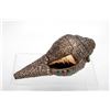 Image 2 : Tibetan Silver Encased Conch Shell Trumpets