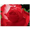 Image 1 : Brian Davis, "Brilliant Red Solo Rose" Limited Edition Giclee on Canvas, Numbere