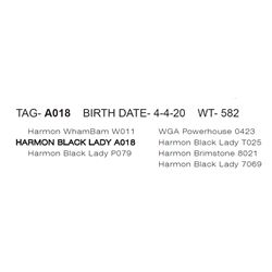 HARMON BLACK LADY A018