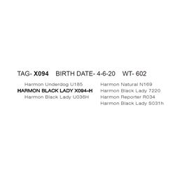 HARMON BLACK LADY X094- H