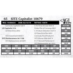 Sitz Capitalist 10679