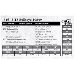 Sitz Bullseye 10849