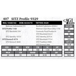 Sitz Profile 9329