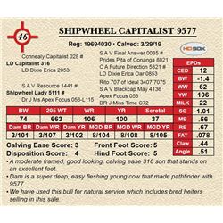 SHIPWHEEL CAPITALIST 9577