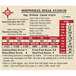 SHIPWHEEL IDEAL 42239528