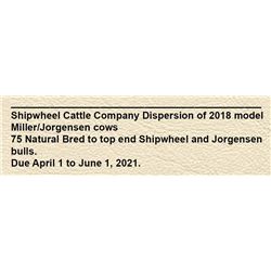 Shipwheel Cattle Company Dispersion of 2018 model Miller/Jorgensen cows 75 Natural Bred to top end S