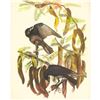 Image 1 : c1950 Audubon Print, Fish Crow