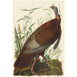 c1946 Audubon Print, #06 Wild Turkey