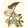 Image 1 : c1950 Audubon Print, Merlin or Pigeon Hawk