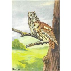 1920's Screech Owl Color Lithograph Print