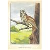 Image 2 : 1920's Screech Owl Color Lithograph Print