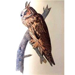 c1946 Audubon Print, #383 Long-Eared Owl